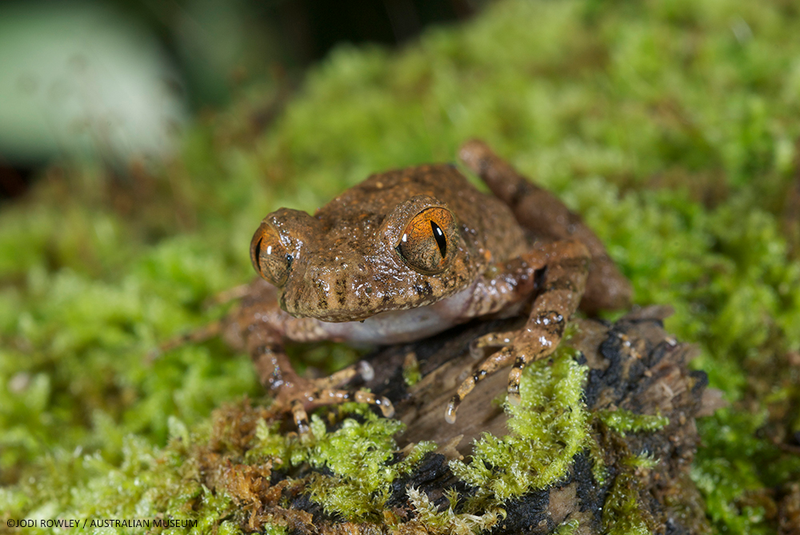 Found in Cambodia and Vietnam, the Orange-eyed litter frog is less than 3 cm long and lives in high elevations. Its distinctive markings, toe webbing, and call set this frog apart from the thousands of species that call Southeast Asia home. (Image: Jodi Rowley)